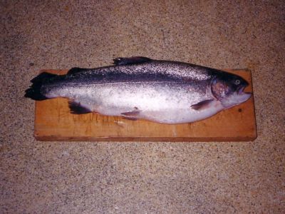 F�l h�va regnbue