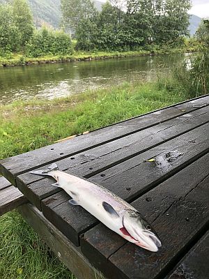 Pinnepjakk p Stokkenes