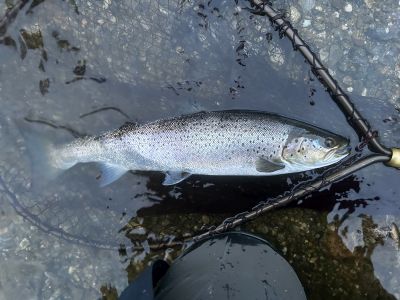 Fin kilosaure p Utfallebakkane, Eidselva