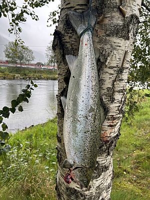 Oppdretter ifr Hesten, Eidselva