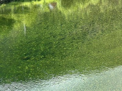 Aurestim p� Skipenesbrua