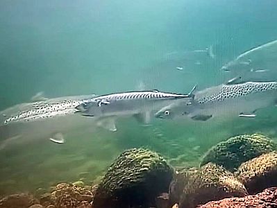 Makrell p� bes�k ved Skipenesbrua