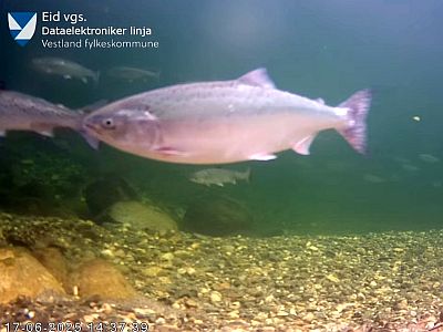 �rets f�rste pukkellaks i Eidselva