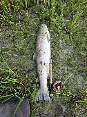 Inge 80cm sj�aure Nedre Kirkeide