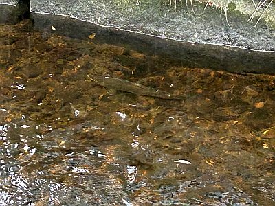 Urban Ulsteinvikaure