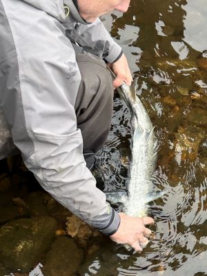 Endre sjekkar fangsten