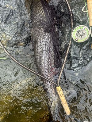 Storlaks i Svardalselva
